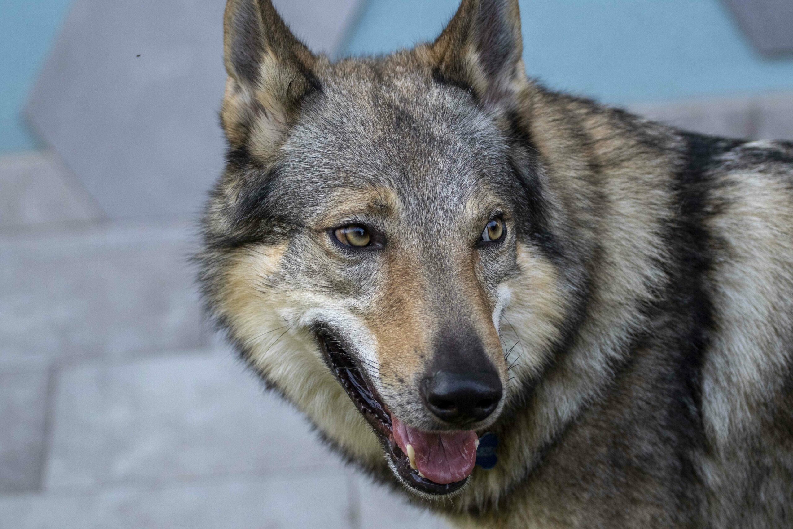 g33_optimized Cane lupo cecoslovacco italia milano lombardia cuccioli cucciolata