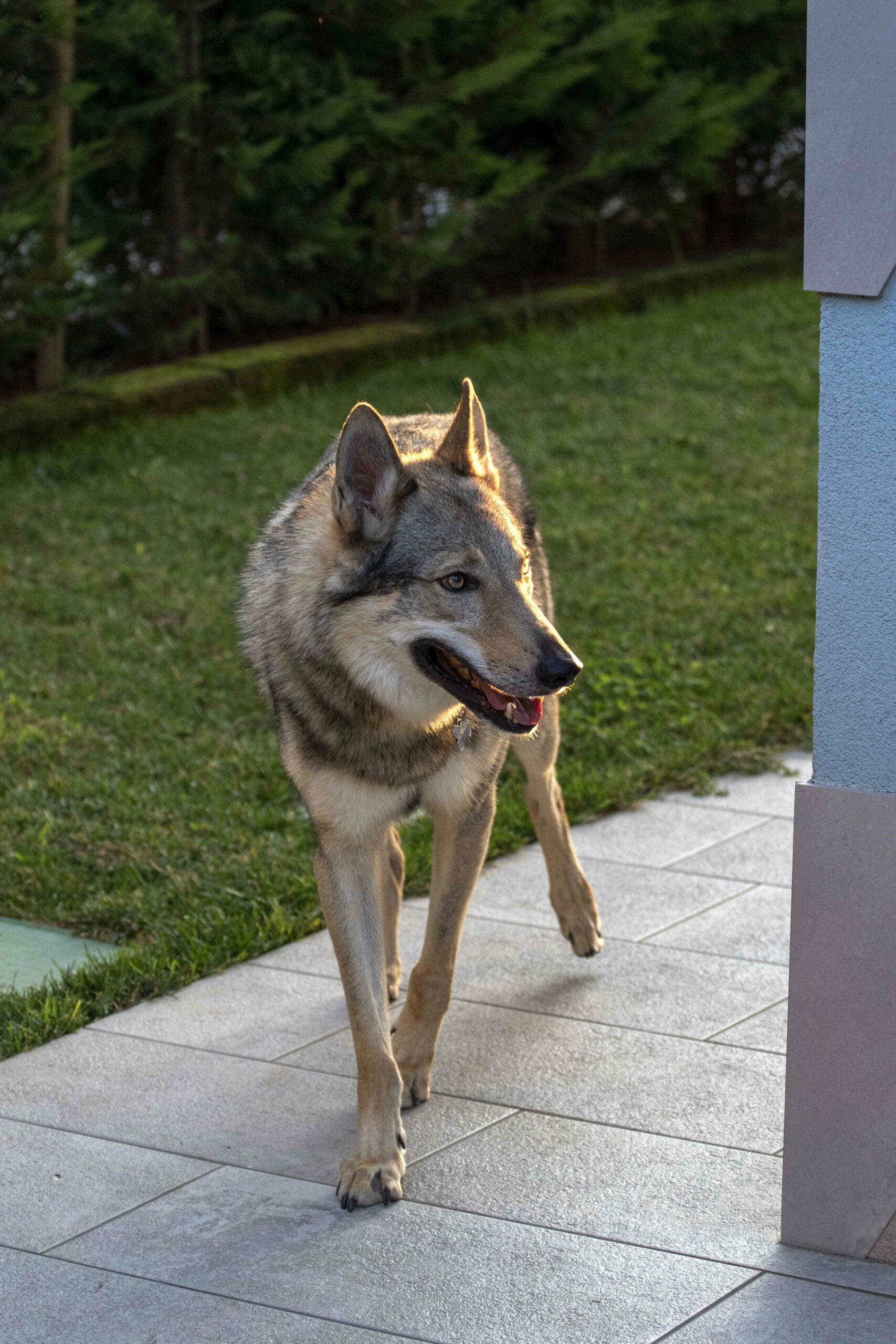 g40_optimized Cane lupo cecoslovacco italia milano lombardia cuccioli cucciolata