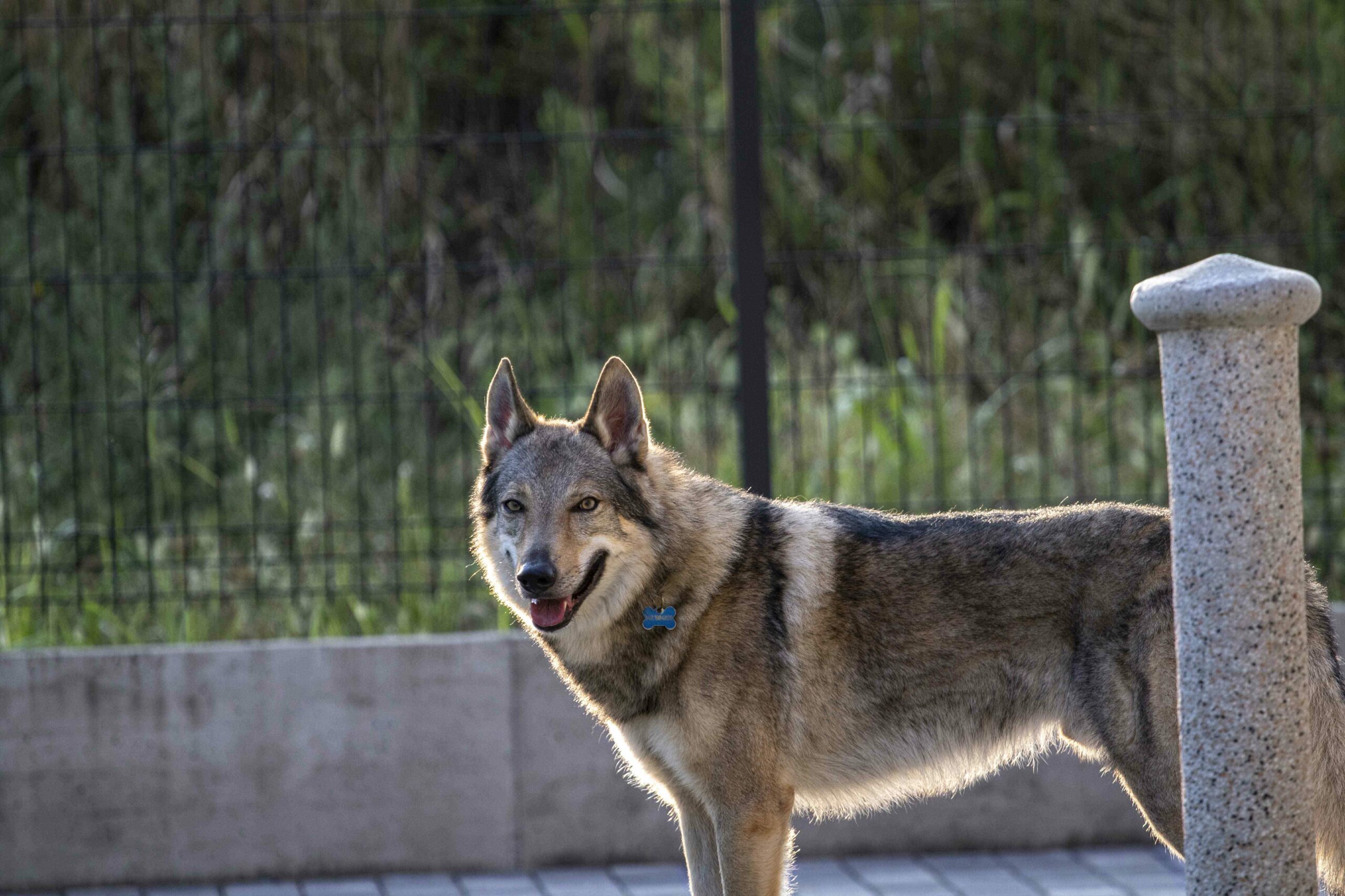 g7_optimized Cane lupo cecoslovacco italia milano lombardia cuccioli cucciolata