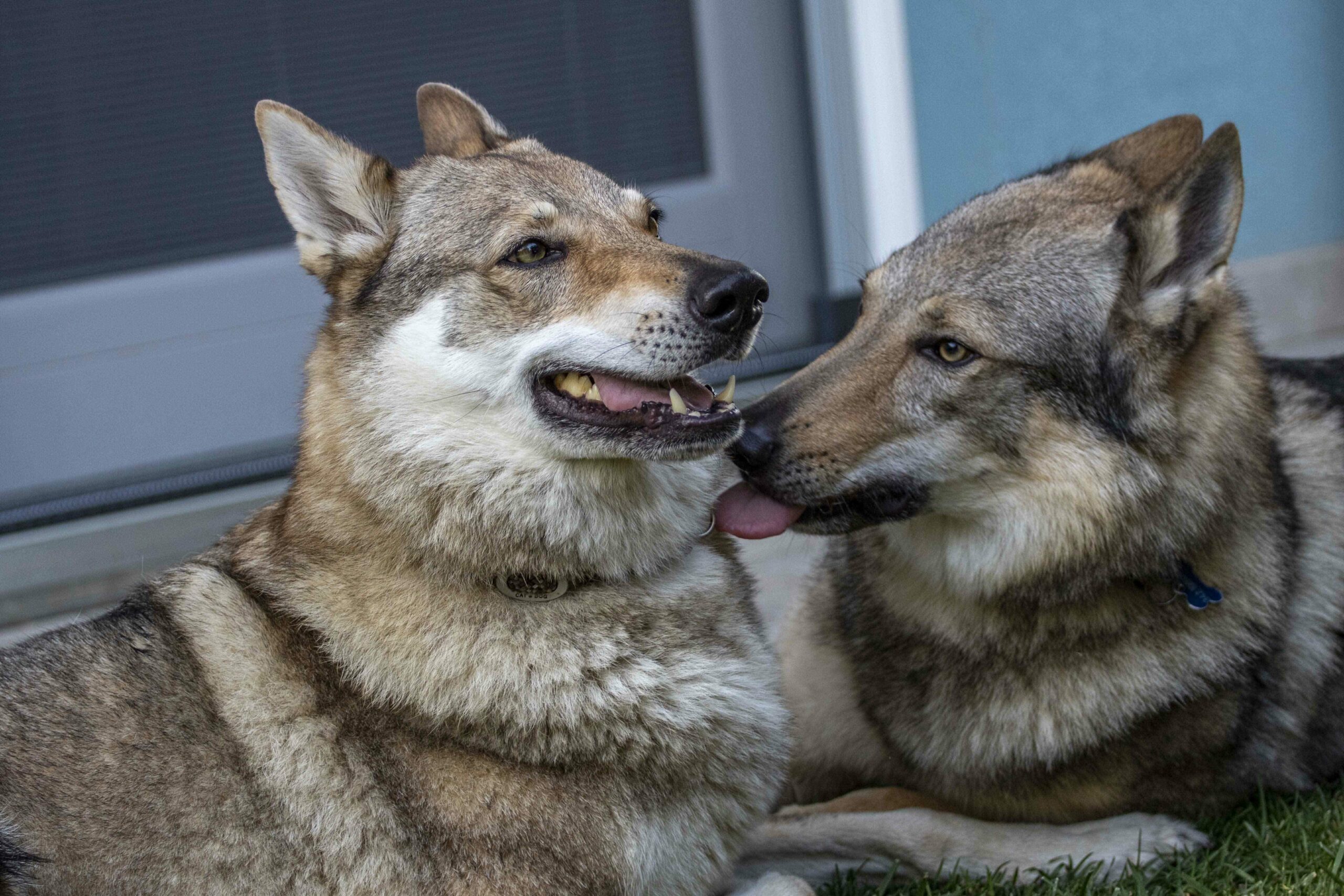 Cane lupo cecoslovacco italia milano lombardia cuccioli cucciolata