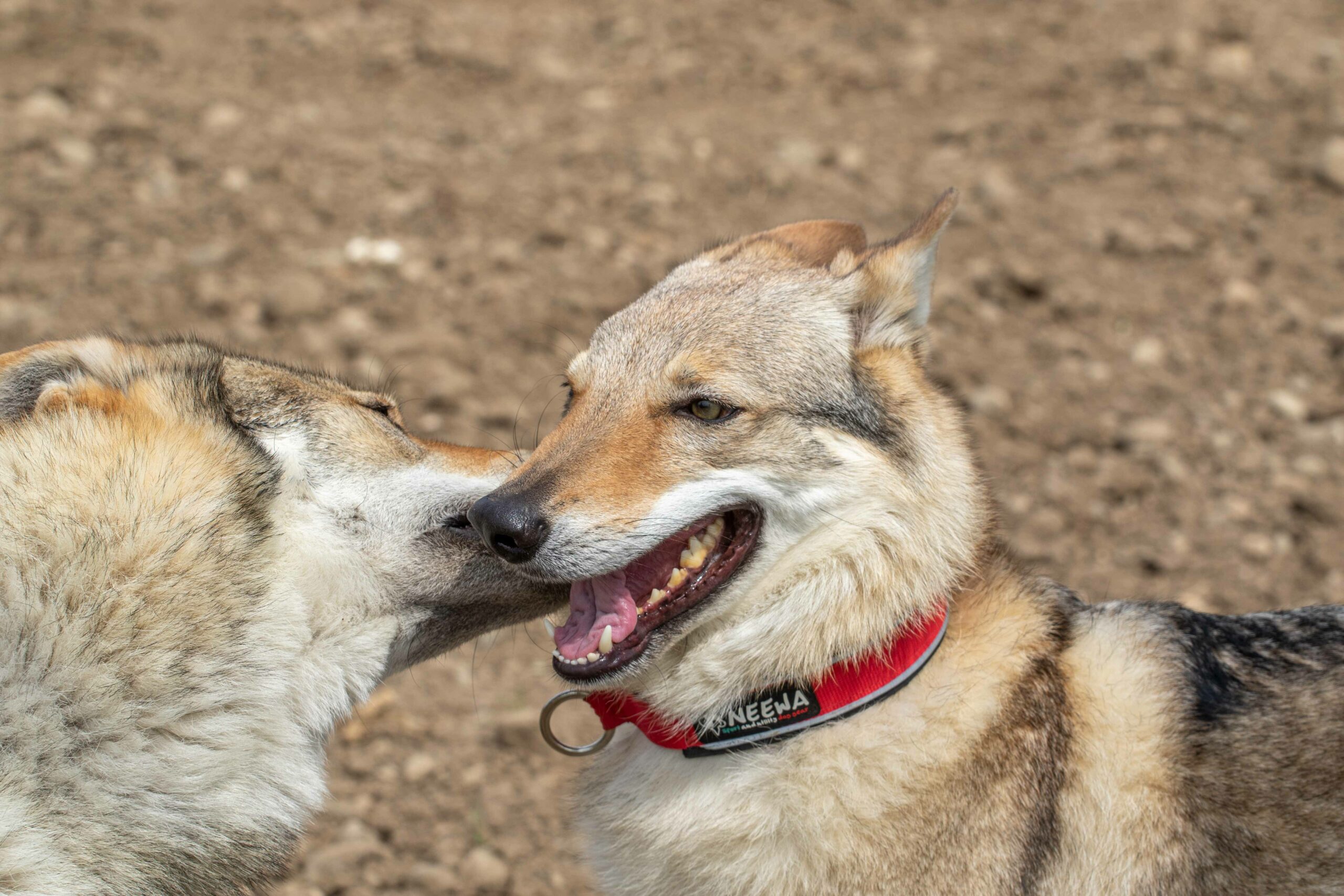 Cane lupo cecoslovacco italia milano lombardia cuccioli cucciolata